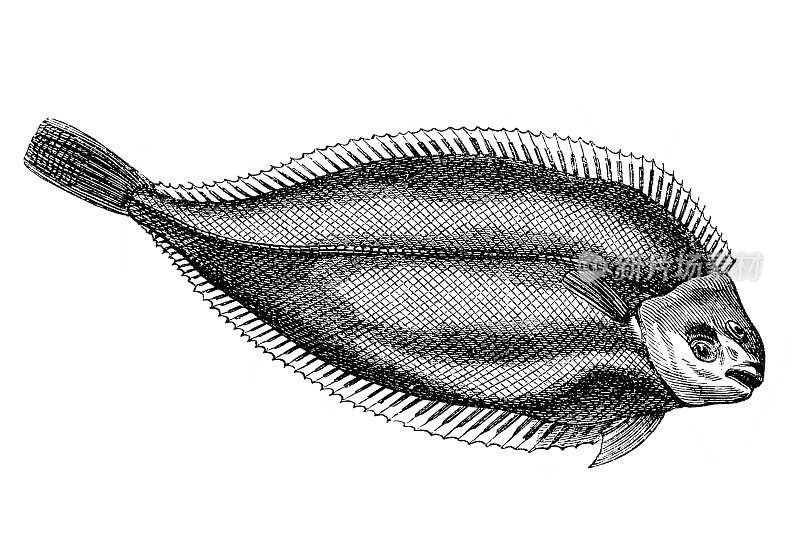 普通比目鱼，多佛比目鱼，或黑比目鱼(Solea Solea)是比目鱼科比目鱼的一种